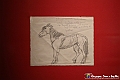 VBS_3167 - Mostra Ligabue - Promotrice delle Belle Arti Torino